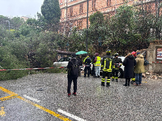 Ancona – Paura in corso Amendola per un grosso albero crollato su due auto in transito